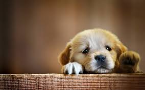 66 cute dog wallpapers hd 4k 5k for
