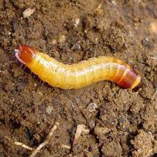 wireworm pests in garden soils