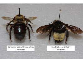 Honey bees do have stingers and their bodies with have black and brown stripes a carpenter bee nests in wood structures to lay eggs and has a shiny back surface as illustrated in the picture below. Carpenter Bees Are Active Again Home Garden Information Center