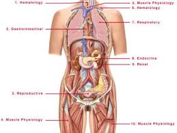 Internal Anatomy Of Woman Female Anatomy Diagram Human