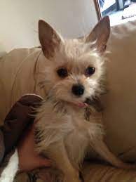 My Chorkie, Yota. | Cute dogs, Dog breeds pictures, Dog friends