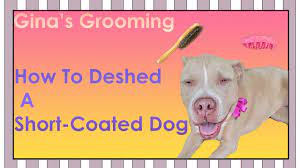 short coated dog gina s grooming