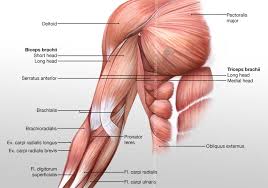 The biceps includes a short head and a long head that the biceps is attached to the arm bones by tough connective tissues called tendons. Arm Anterior Muscles 3d Illustration Labeled