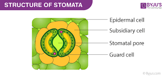 stomata structure functions types