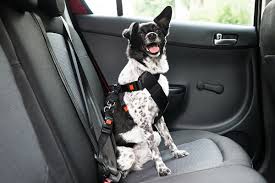 How Does A Dog Seat Belt Harness Work