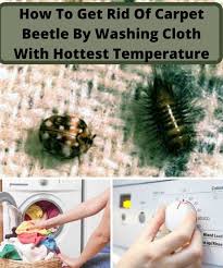 clothes with carpet beetles