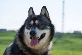 Find the perfect puppy for you and your family. Gerberian Shepsky German Shepherd Siberian Husky Mix Info Pictures Care More Pet Keen