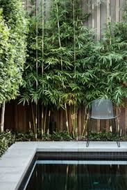 Privacy Plants To Block Out Neighbours