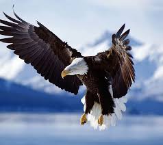 hd flying eagle wallpapers peakpx