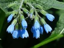 what-grows-well-with-comfrey