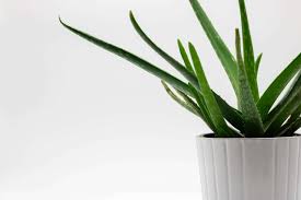 It is where they originated in the first place. Where To Find The Best Aloe Plants For Sale In The Usa Petal Republic