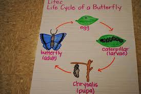 Science Unit 5 Life Cycles Lessons Tes Teach