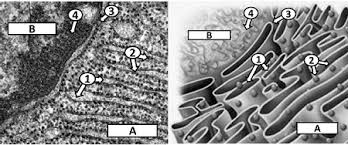 6 9 1 1 el reticulo endoplasmatico