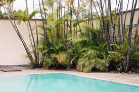 best plants for swimming pool landscaping