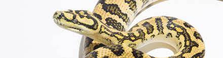 jaguar carpet pythons morelia spilota