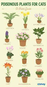 Herbs, flowers and foliage plants. Which Plants Are Poisonous To Cats A Complete Guide Bechewy
