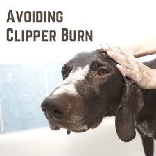 clipper burn after dog grooming