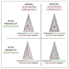 acto myosin network geometry defines