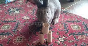 While we have a few fun options in our shop, we also realize that sometimes a simple toilet paper roll is all it takes. How To Make Free Bunny Toys From Toilet Roll Tubes