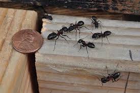 carpenter ants in house here are 3