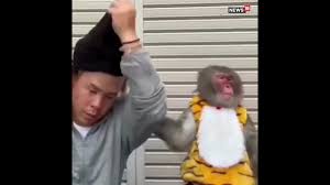 shorts monkey s shocked reaction to