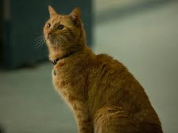 Came from breeding american shorthairs with persians for the purpose of having a cat that looks name is german for creature of the mist. The Best Cats Who Have Ever Appeared In Movies Ranked Insider