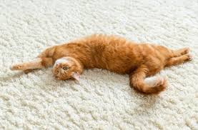 ginger cat resting on a carpet pets in