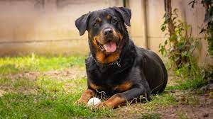 are rottweilers hypoallergenic a z