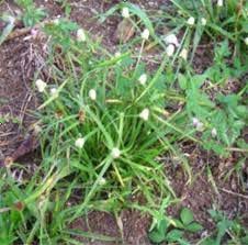 Bunga rumput grinting / rumput grinting latarbelakang rumput grinting ( cynodondactylon ) adalah jenis rumput yang memiliki kemampuan agak berlebihan. Lampiran Universitas Sumatera Utara Pdf Download Gratis