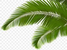 palm branch arecaceae leaf frond clip