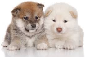Shiba inu is meme based decentralized finance i.e., defi token that grow into energetic ecosystem. How Much Do Shiba Inu Puppies Cost My First Shiba Inu