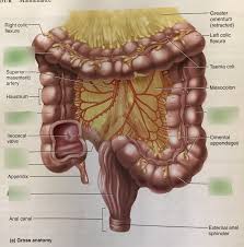 large intestine human diagram quizlet