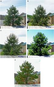 Growth Of A Pine Tree The American Biology Teacher
