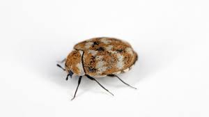 are carpet beetles harmful important