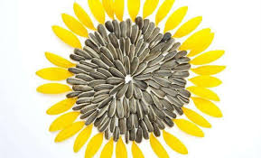 sunflower processing processing of oil