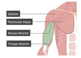 Maybe you would like to learn more about one of these? Biceps Brachii Attachments Action Innervation