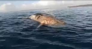 Hewan terbesar dalam kelompok paus bergigi sekaligus hewan bergigi terbesar di dunia ini berciri khas kepalanya yang besar. Bangkai Paus Sperma Terdampar Di Pantai Denpasar Keluarkan Bau Busuk Okezone News