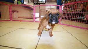 I have beautiful boxer puppies for sale. Puppies For Sale Local Breeders Nice Black Mask Boxer Puppies For Sale Near Atlanta Georgia At Puppies For Sale Local Breeders