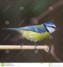 Blue Tit Garden Bird Perched On Bamboo Shoot Stock Image