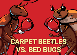 carpet beetles vs bed bugs dodson