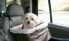 Solvit Xlarge Tagalong Dog Car Booster Seat