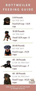 How Much To Feed Rottweilers An Age By Age Guide Big Dog Den
