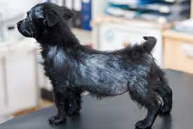 One of the most common types of mange is demodex, which causes hair loss, or alopecia, by living around the hair follicle; Understanding Your Pet S Hair Loss Or Baldness Southwest Journal