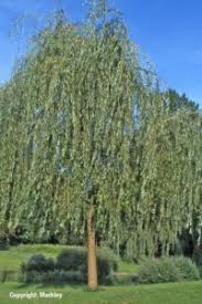 The willows are deciduous trees and shrubs in the genus salix, part of the willow family salicaceae. Salix Alba Tristis Gartenbaumschule Lieven In Wolfsburg