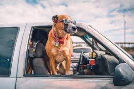 Nationwide to honor the most unusual pet insurance claim of 2019 |  Insurance Business America