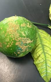 how to get rid of citrus verrucosis