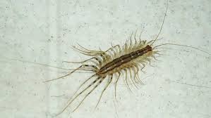 how to get rid of house centipedes 10