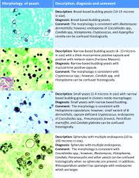 Histopathologic Diagnosis Of Fungal Infections In The 21st