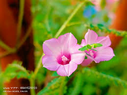 a beautiful flower photography has