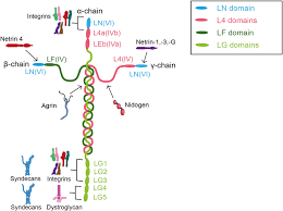 Frontiers Basement Membrane Defects